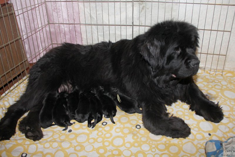 Фото: ньюфаундленд Кингова Дочь с Берега Дона (Kingova Doch s Berega Dona), и дети