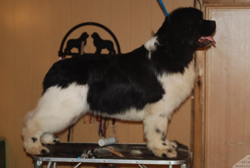 Фотография № 118549