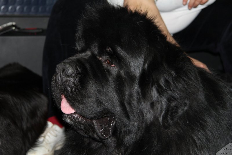 Фото: ньюфаундленд King of Helluland I'm Precious
