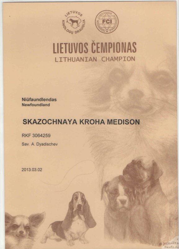 Фото: ньюфаундленд Сказочная Кроха Медисон (Skazochnaya Kroha Medison)