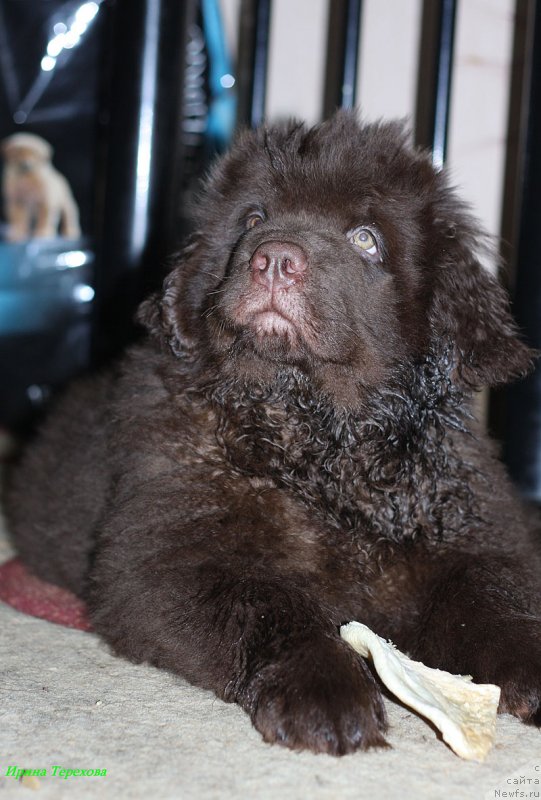 Фото: ньюфаундленд Чарли Де Бест Хелфи Пэл (Charli The Best Helfi Pel)