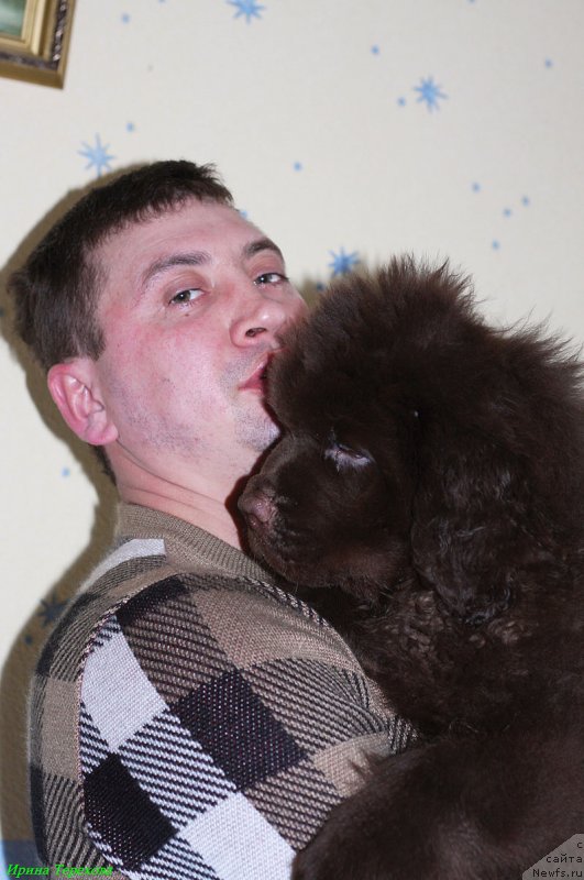 Фото: ньюфаундленд Чарли Де Бест Хелфи Пэл (Charli The Best Helfi Pel)