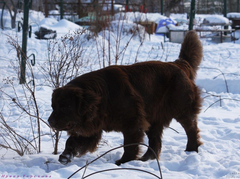 Фото: ньюфаундленд Великий Медведь Камелия