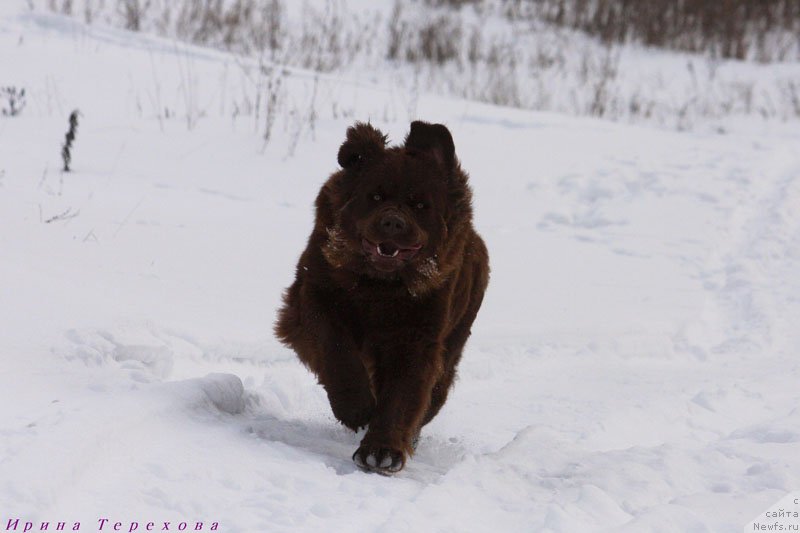 Фото: ньюфаундленд Великий Медведь Камелия