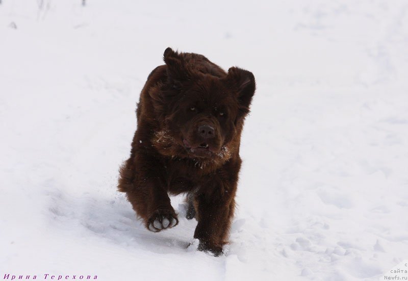 Фото: ньюфаундленд Великий Медведь Камелия