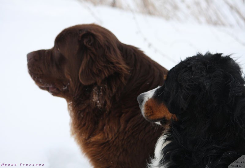 Фото: ньюфаундленд Великий Медведь Камелия