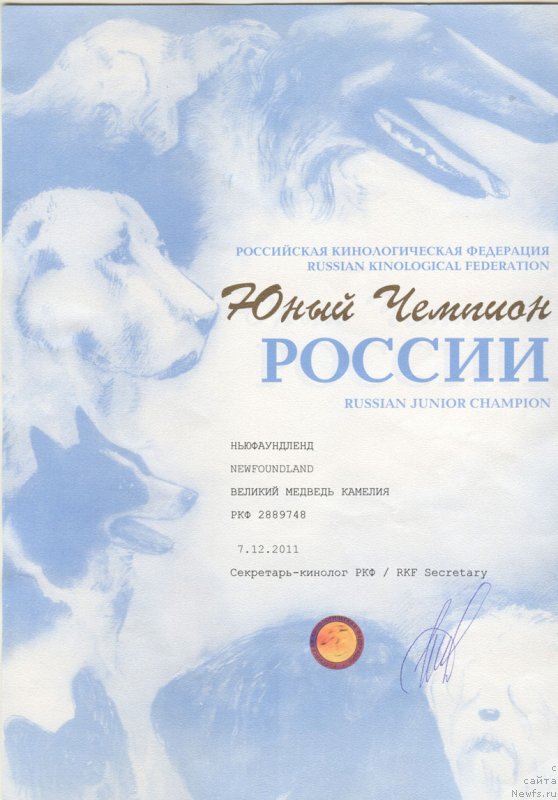 Фото: ньюфаундленд Великий Медведь Камелия