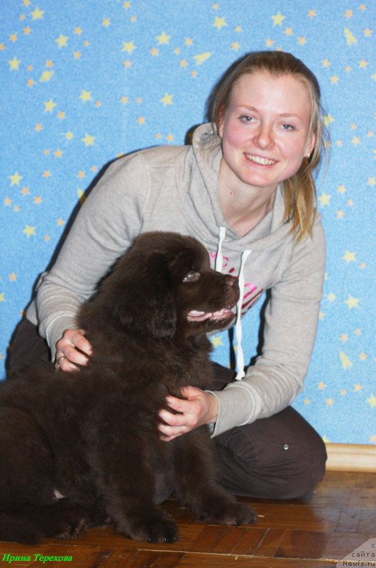 Фото: ньюфаундленд Чара Хани Лес (Chara Hani Les)