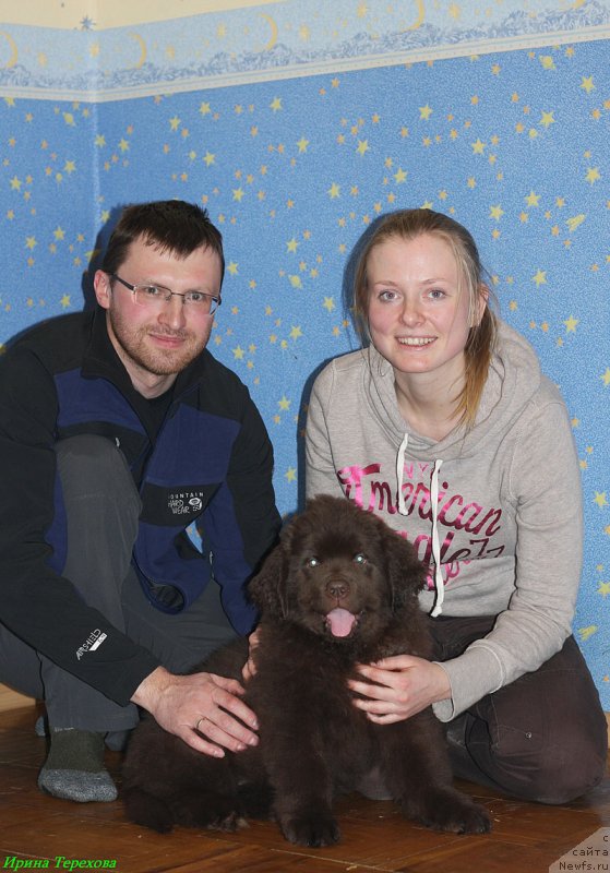 Фото: ньюфаундленд Чара Хани Лес (Chara Hani Les)