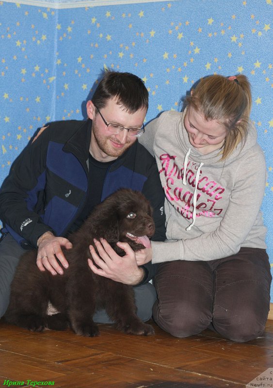 Фото: ньюфаундленд Чара Хани Лес (Chara Hani Les)