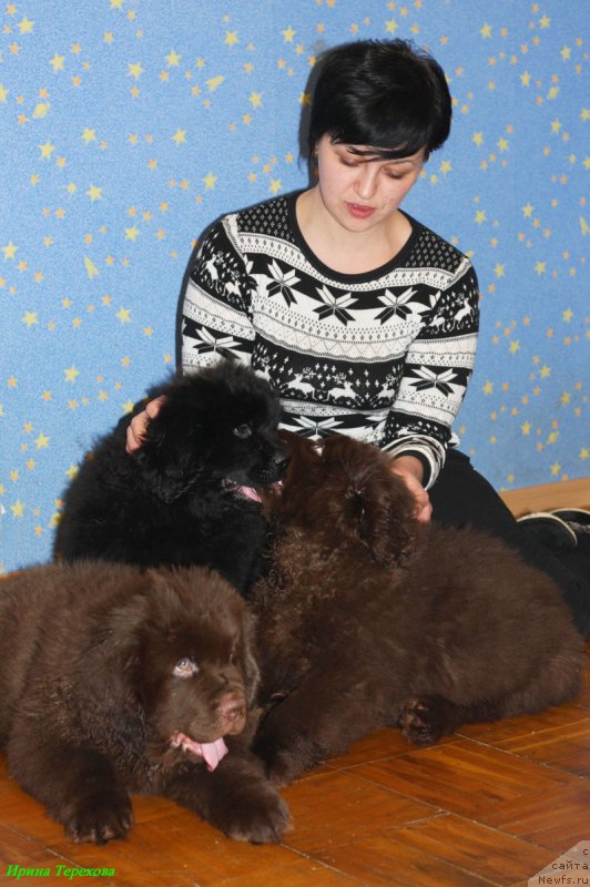 Фото: ньюфаундленд Чара Хани Лес (Chara Hani Les), ньюфаундленд Чарли Де Бест Хелфи Пэл (Charli The Best Helfi Pel), ньюфаундленд Челеста Ремаркабл Венч