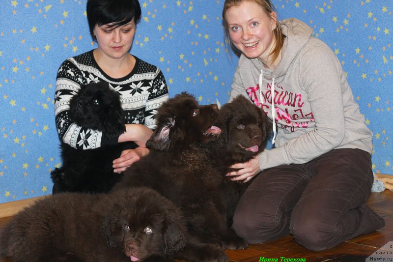 Фото: ньюфаундленд Чара Хани Лес (Chara Hani Les)