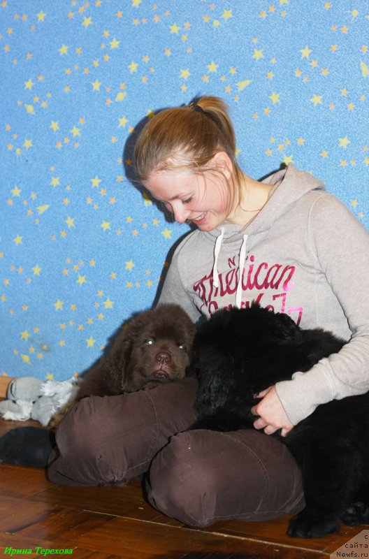 Фото: ньюфаундленд Чара Хани Лес (Chara Hani Les), ньюфаундленд Челеста Ремаркабл Венч