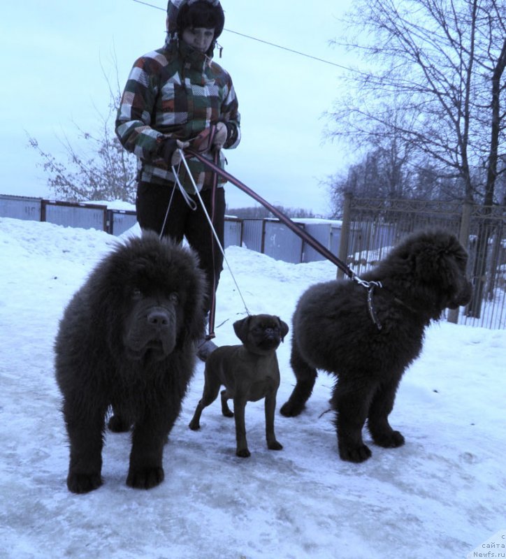 Фото: ньюфаундленд Чара Хани Лес (Chara Hani Les)