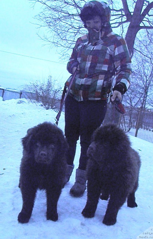 Фото: ньюфаундленд Чара Хани Лес (Chara Hani Les)