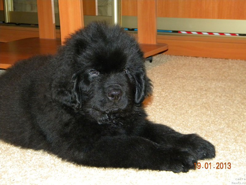 Фото: ньюфаундленд Чейзер Чейн Найт