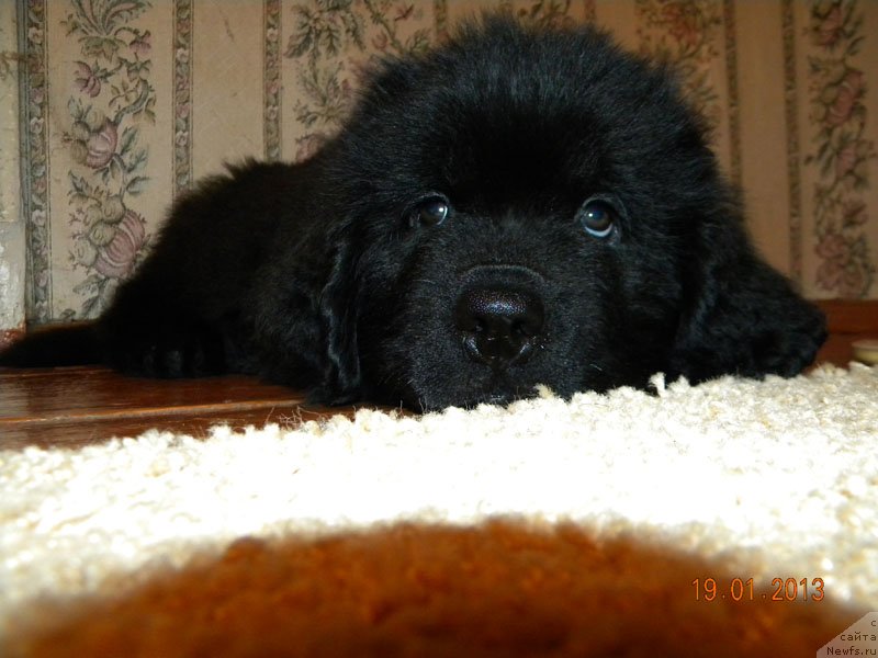 Фото: ньюфаундленд Чейзер Чейн Найт