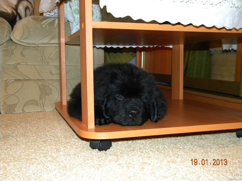 Фото: ньюфаундленд Чейзер Чейн Найт