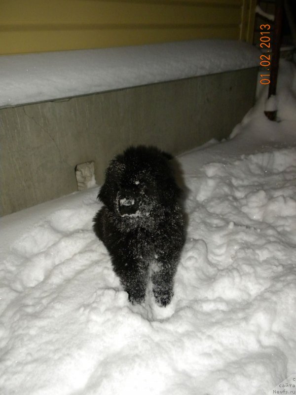 Фото: ньюфаундленд Чейзер Чейн Найт