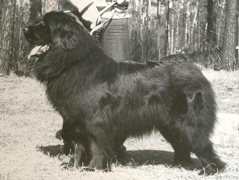 Фото: ньюфаундленд Хорна Цан