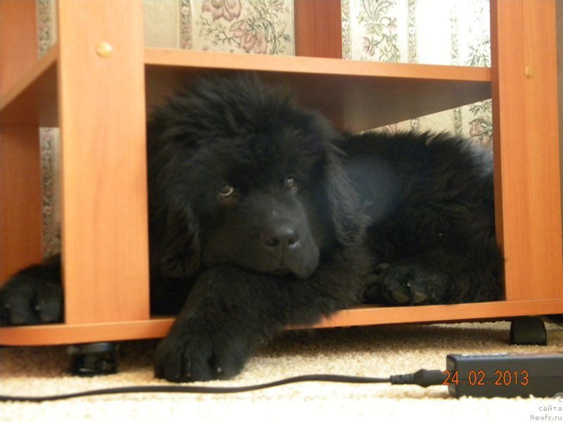 Фото: ньюфаундленд Чейзер Чейн Найт