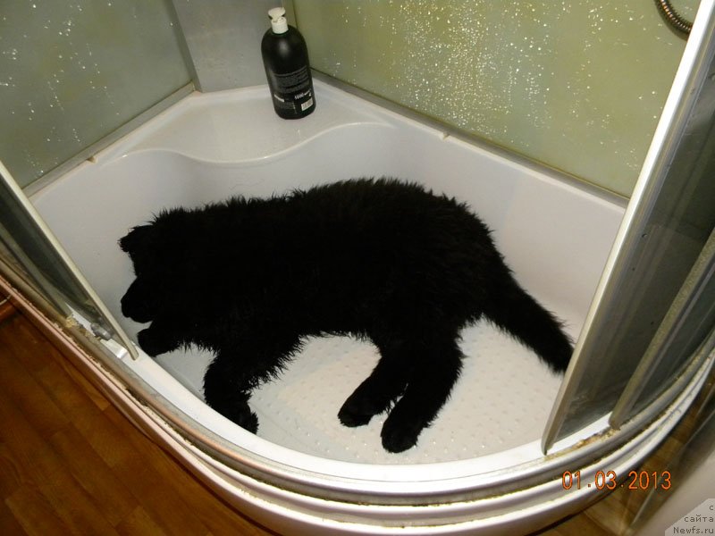 Фото: ньюфаундленд Чейзер Чейн Найт