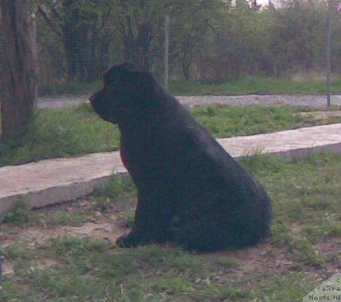 Фото: ньюфаундленд Eleganza vom Darius Land