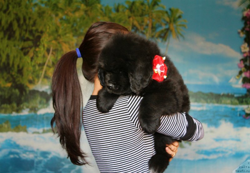 Фото: ньюфаундленд Спарт Грейт Бавария Бель (Spart Great Bavariya Bell)