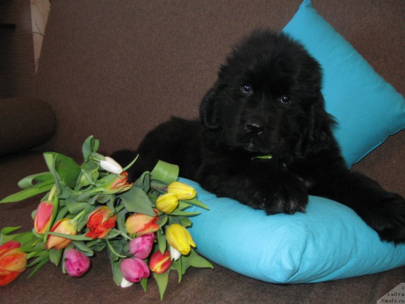 Фото: ньюфаундленд Акватория Келвин Черная Феерия