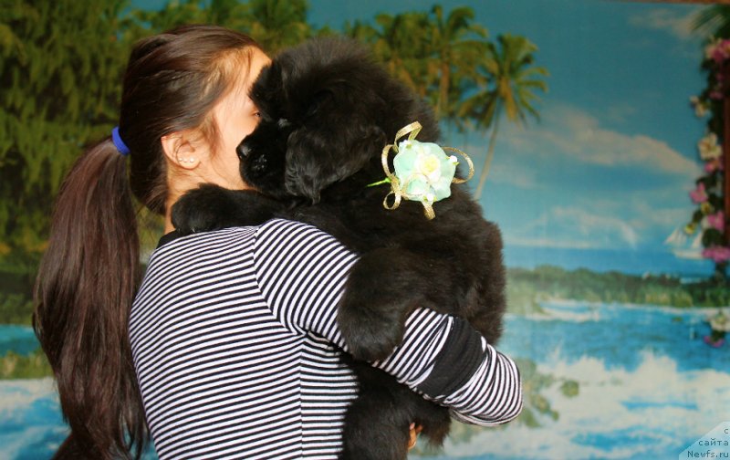 Фото: ньюфаундленд Сан Шейх Бавария Бель (Sun Sheikh Bavariya Belle)