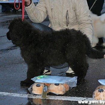 Фото: ньюфаундленд Гленджоан Эксо (Glendzhoah Ekso)