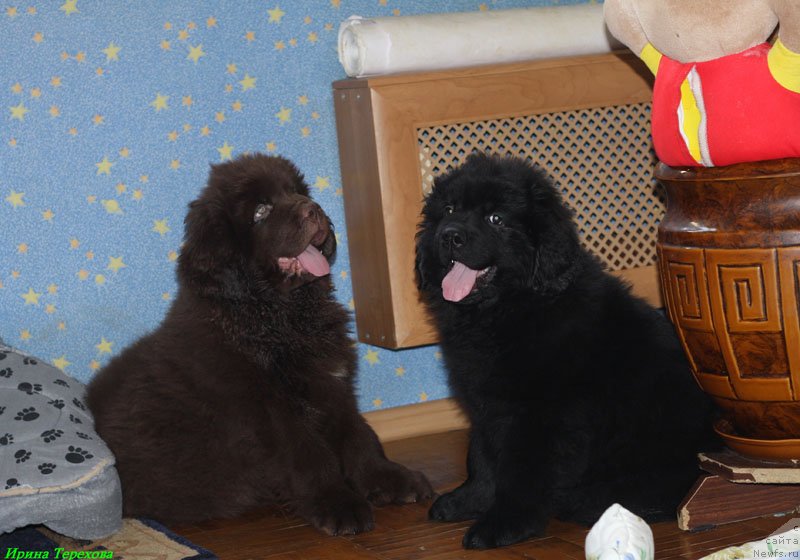 Фотография № 118645