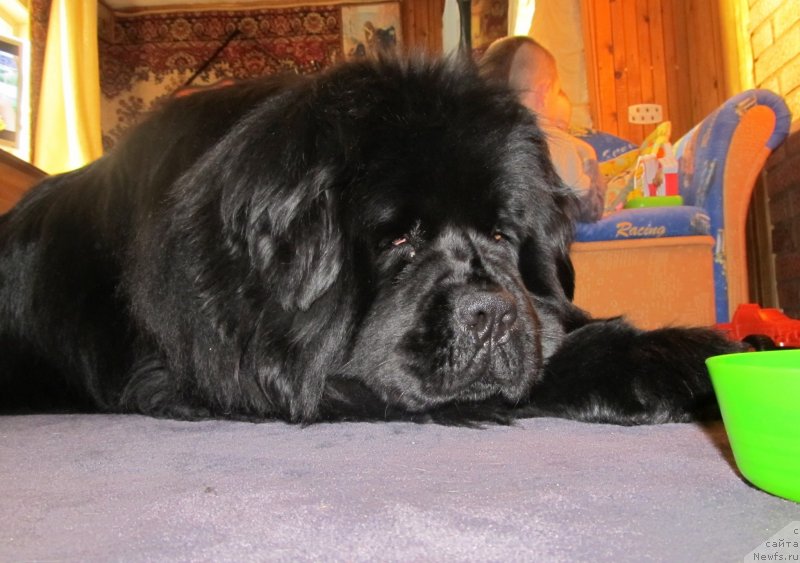 Фото: ньюфаундленд Их Высочество Владлена Маджикс