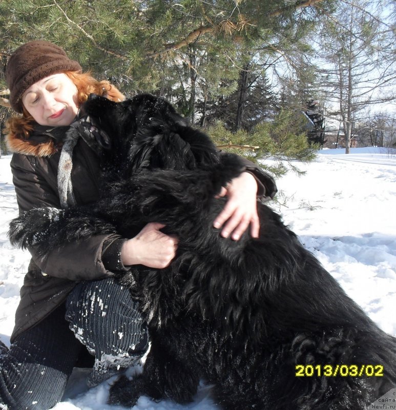 Фото: ньюфаундленд Дивная Ночь из Тихого Омута