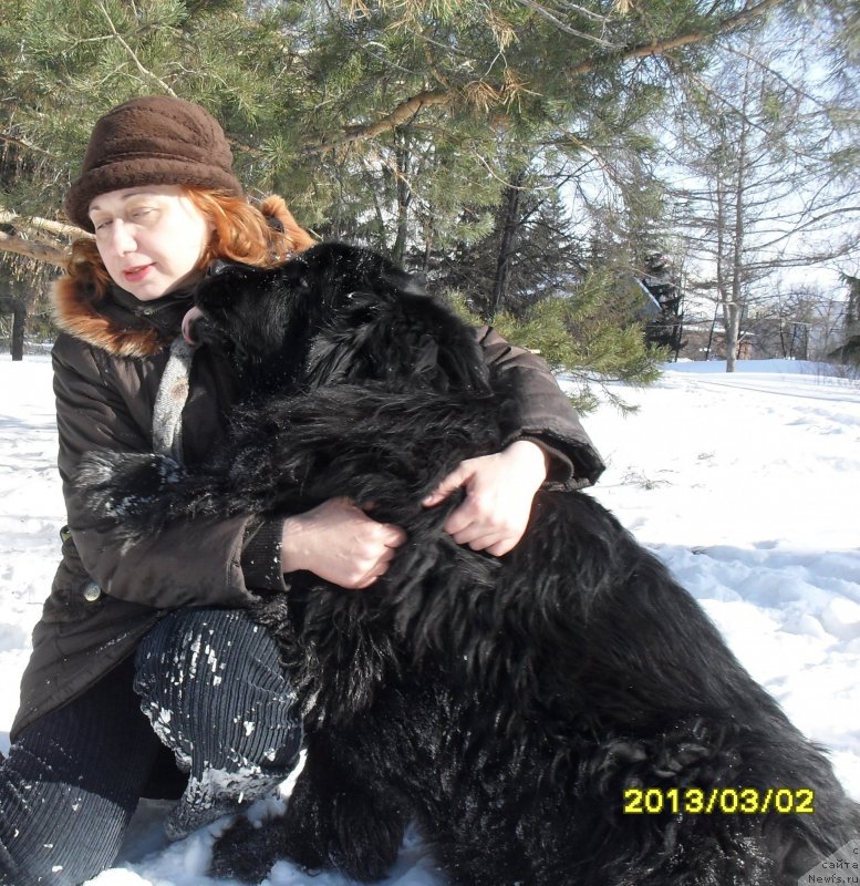 Фото: ньюфаундленд Дивная Ночь из Тихого Омута