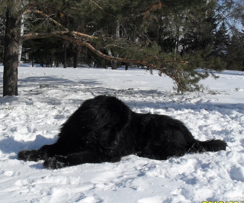 Фото: ньюфаундленд Дивная Ночь из Тихого Омута, Татьяна Пойдина
