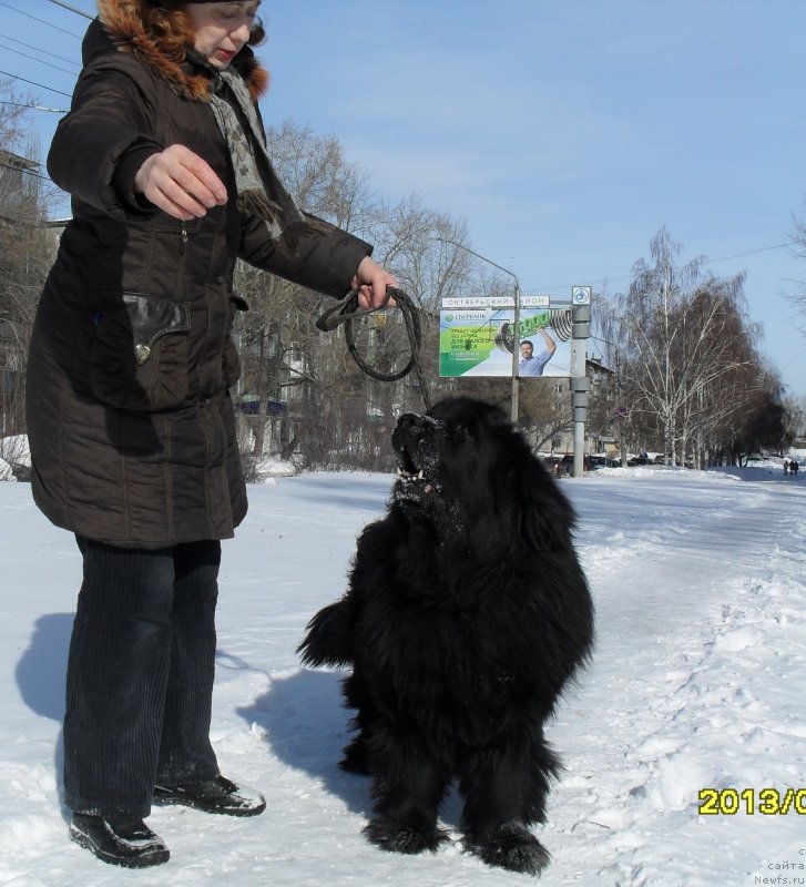 Фото: ньюфаундленд Дивная Ночь из Тихого Омута, Татьяна Пойдина