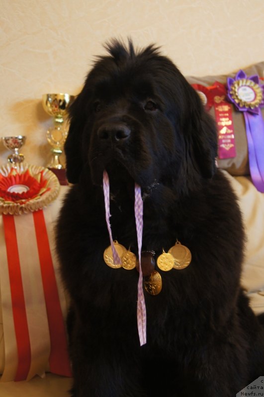 Фото: ньюфаундленд Бегущая по Волнам Фогет Ми Нот