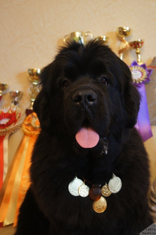 Фото: ньюфаундленд Бегущая по Волнам Фогет Ми Нот