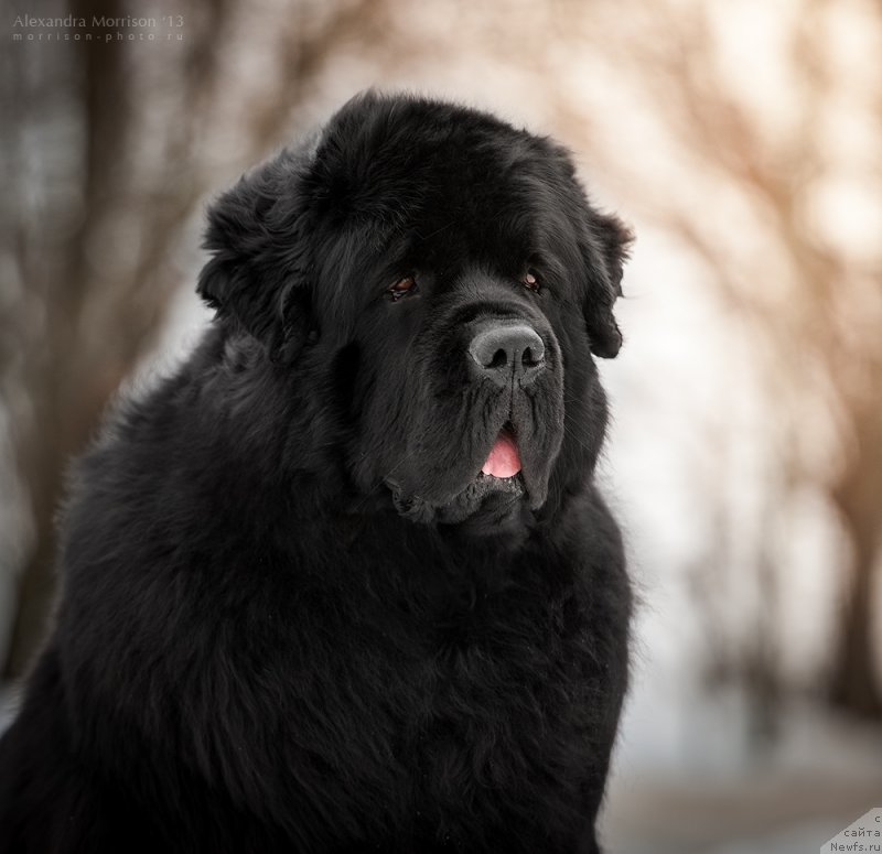 Фото: ньюфаундленд Пчёлкин Дом Вениамин (Pchiolkin Dom Veniamin)