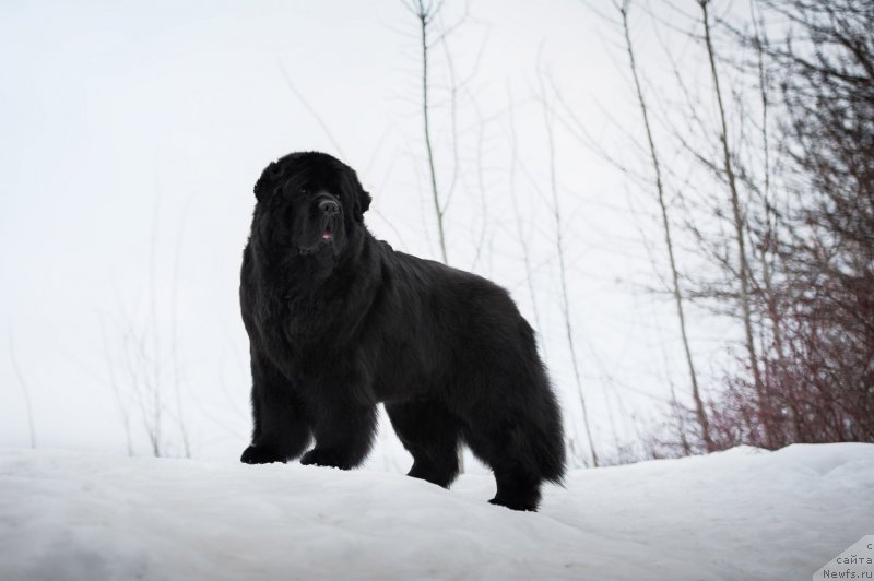 Фото: ньюфаундленд Пчёлкин Дом Вениамин (Pchiolkin Dom Veniamin)