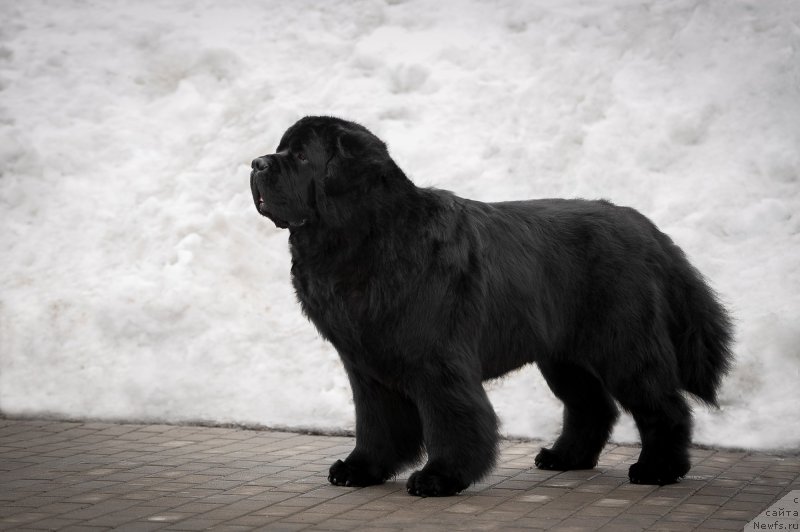 Фото: ньюфаундленд Пчёлкин Дом Вениамин (Pchiolkin Dom Veniamin)