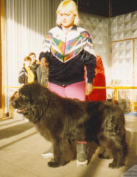 Фото: ньюфаундленд Барбар Харис вэ Джоли Роджер