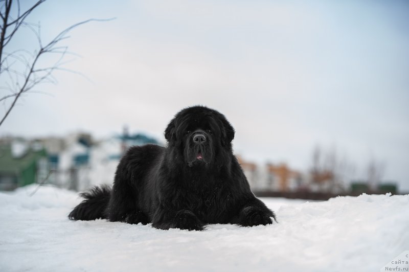 Фото: ньюфаундленд Пчёлкин Дом Вениамин (Pchiolkin Dom Veniamin)