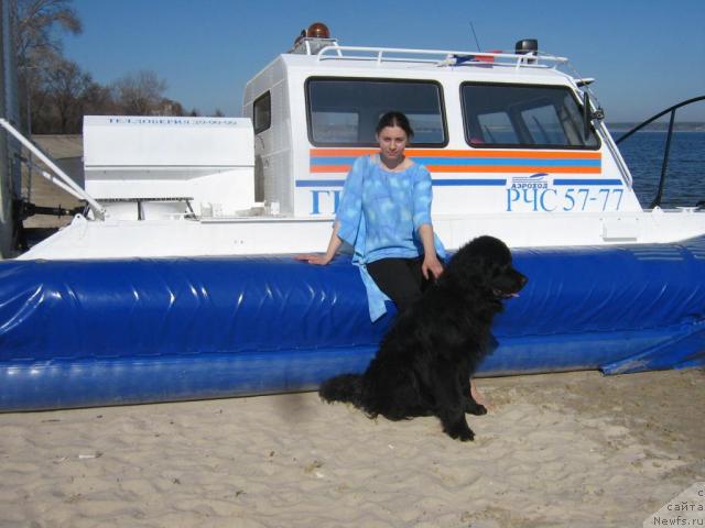 Фото: ньюфаундленд Арманьяк Души Моей