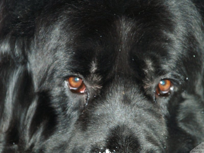 Фото: ньюфаундленд Понтус Пит