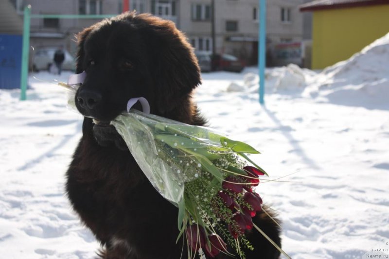Фото: ньюфаундленд Бегущая по Волнам Шаман (Beguschaya po Volnam Shaman)