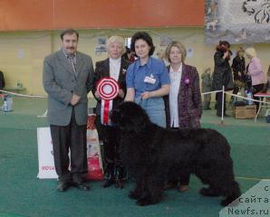 Фото: ньюфаундленд Lifeguard's American Style, Елена Захарова