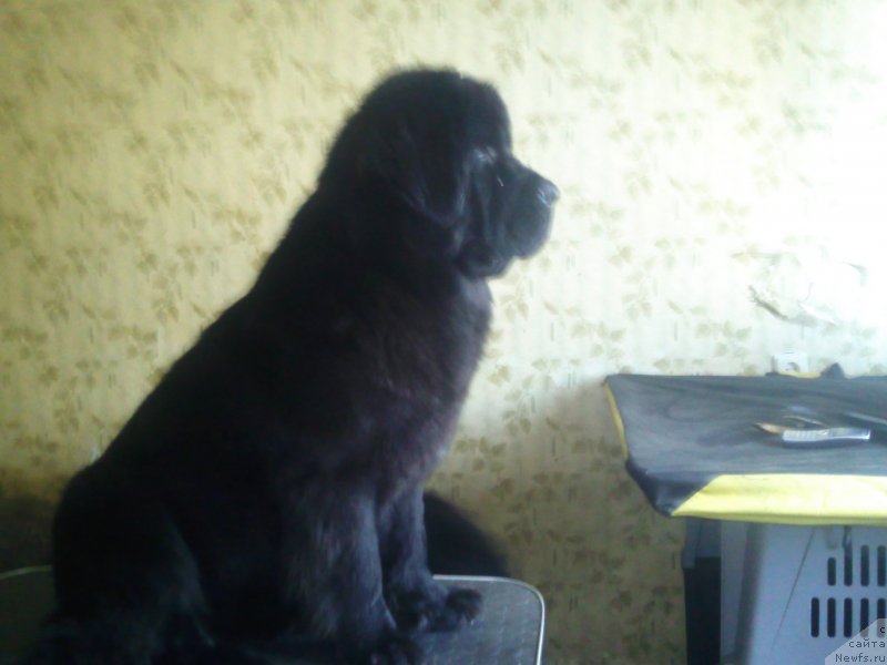 Фотография № 118862