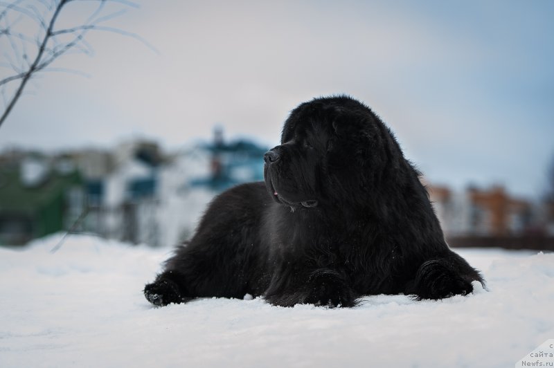 Фото: ньюфаундленд Пчёлкин Дом Вениамин (Pchiolkin Dom Veniamin)